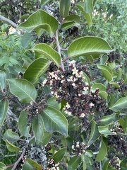 Rhus ovata