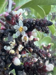 Rhus ovata