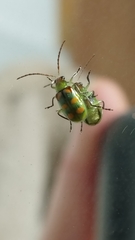 Diabrotica speciosa
