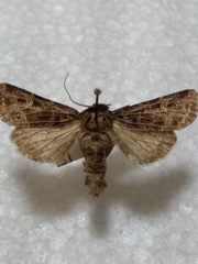 Sideridis reticulata