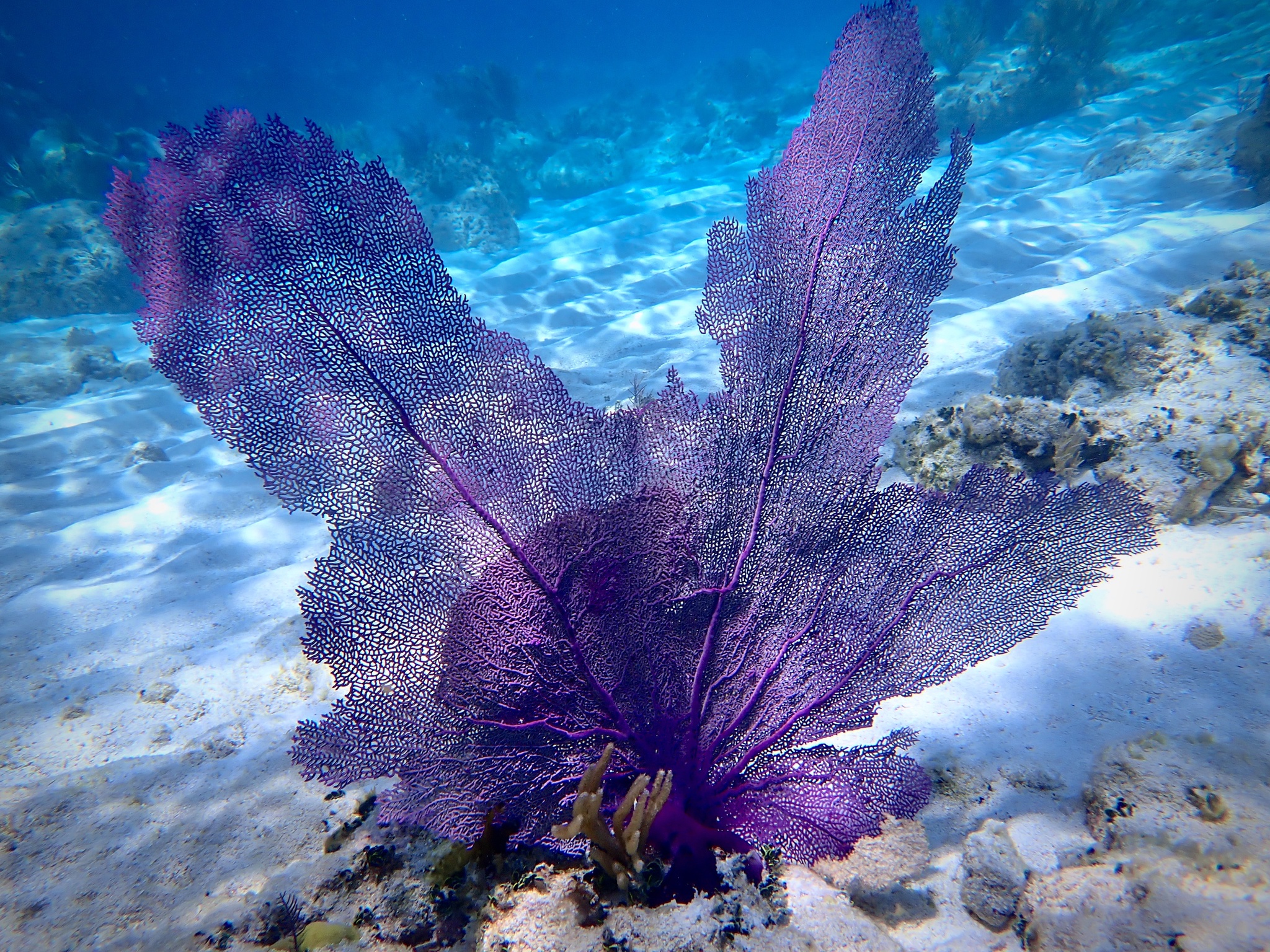 Gorgonia ventalina Linnaeus, 1758