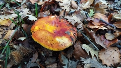Russula aurea