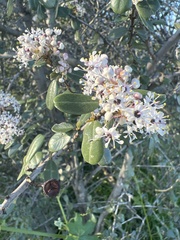 Ceanothus megacarpus