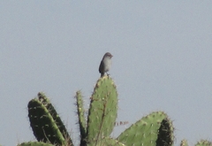 Spizella atrogularis