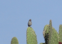 Spizella atrogularis