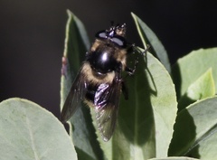 Criorhina nigripes