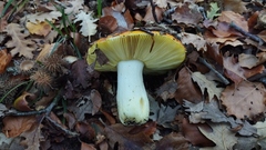 Russula aurea