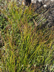 Oreojuncus trifidus