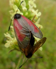 Zygaena purpuralis