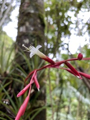 Vriesea