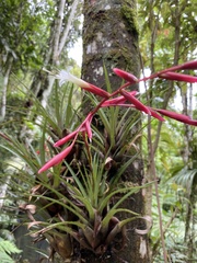 Vriesea