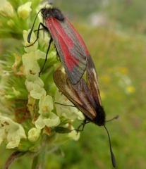 Zygaena purpuralis
