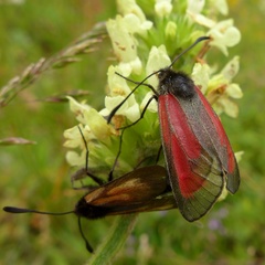 Zygaena purpuralis