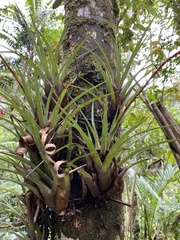 Vriesea