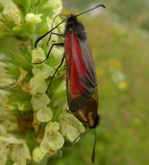 Zygaena purpuralis
