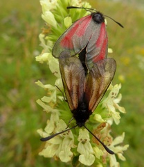 Zygaena purpuralis