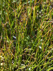 Oreojuncus trifidus