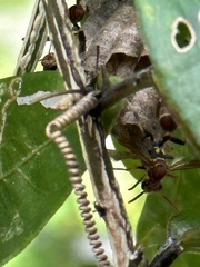 Mischocyttarus mexicanus cubicola