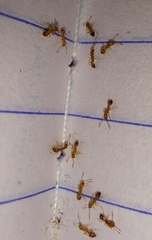 Monomorium pharaonis