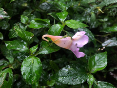 Impatiens uniflora