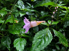 Impatiens uniflora
