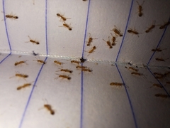 Monomorium pharaonis