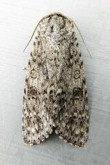 Acronicta impleta