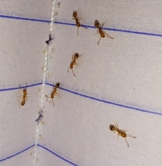 Monomorium pharaonis