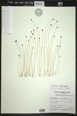 Eleocharis uniglumis