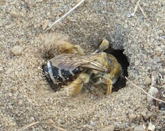 Dasypoda hirtipes