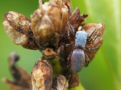 Tutelina similis