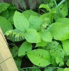 Symphytum grandiflorum