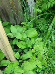 Symphytum grandiflorum