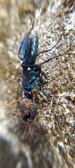 Pompilocalus nemequene