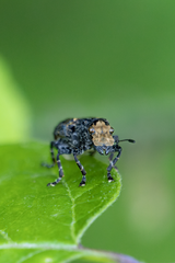 Platyrhinus resinosus