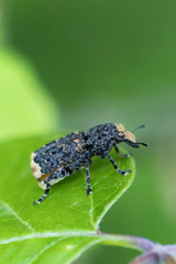 Platyrhinus resinosus