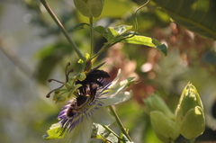 Xylocopa atamisquensis