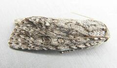 Acronicta impleta