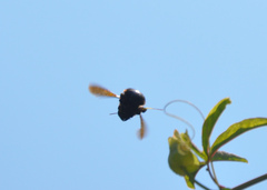 Xylocopa atamisquensis