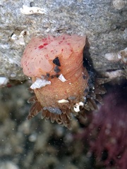 Anthopleura ballii