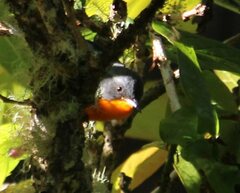 Oreothlypis gutturalis