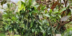 Diospyros blancoi