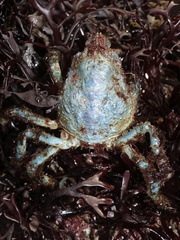 Hyas araneus