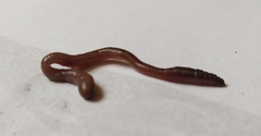 Lumbricus terrestris