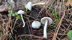 Inocybe geophylla