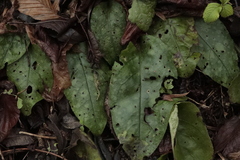 Pulmonaria