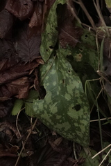 Pulmonaria officinalis