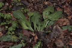 Salvia pratensis