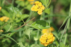 Lantana depressa