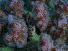 Trapezia rufopunctata